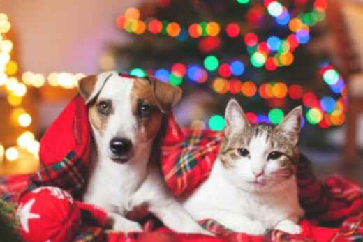Picture for category Canine & Feline Holiday Toys & Accessories